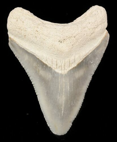 Serrated Megalodon Tooth - Bone Valley, Florida #48688